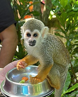 monkeyland-punta-cana