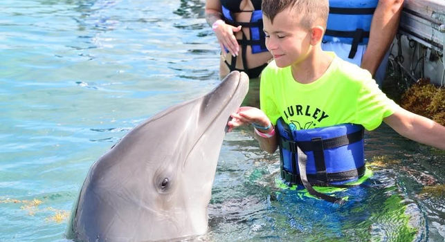 Dolphin Island Punta Cana - swim with dolphins experience