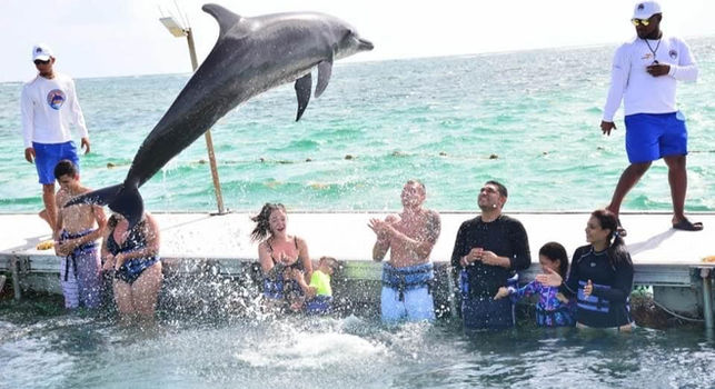 Dolphin Island Punta Cana - unforgettable dolphin swim