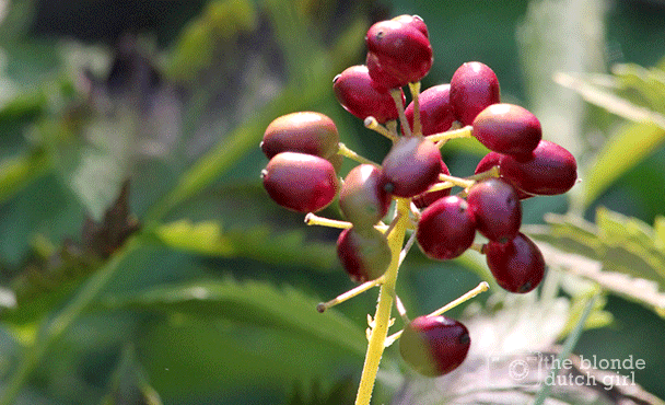 Red Berries