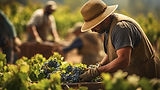 farmers-picking-wine-grapes-harvesting-season.jpg