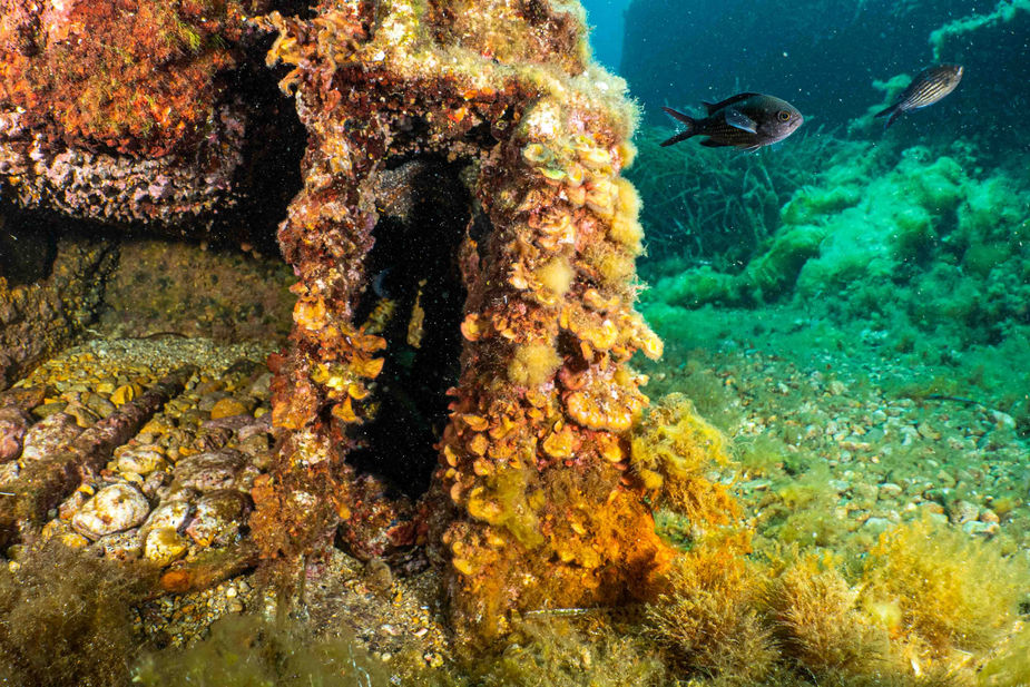 Diving Spain, Underwater Photography
