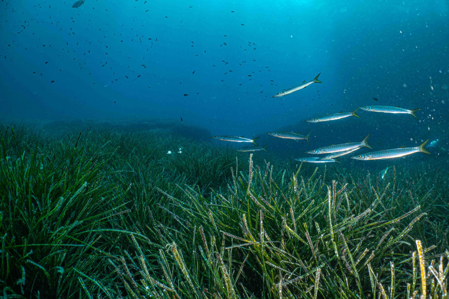 Diving Spain, Underwater Photography