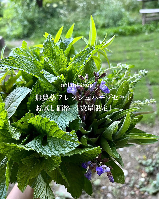 自家栽培ローズマリー⭐︎ 農薬:栽培期間中不使用⭐︎ 自家栽培ローズマリー⭐︎ 農薬:栽培期間中不使用⭐︎