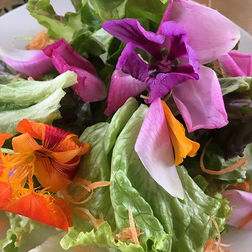 2017.03.09 沖縄ハーブの会