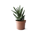 Succulent