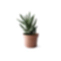 Succulent