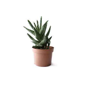 The Power of Plants. 