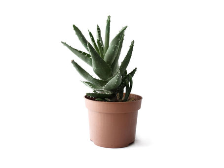 The Power of Plants. 