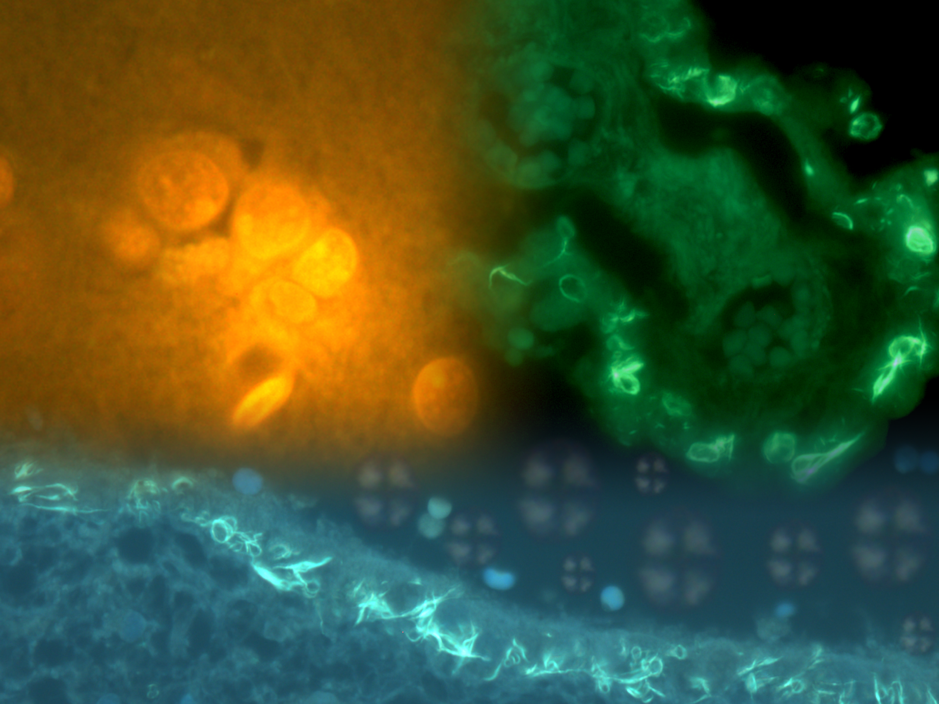 Microscopy merged.tif