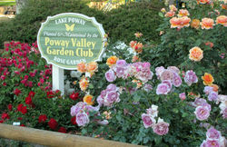 Rose Garden