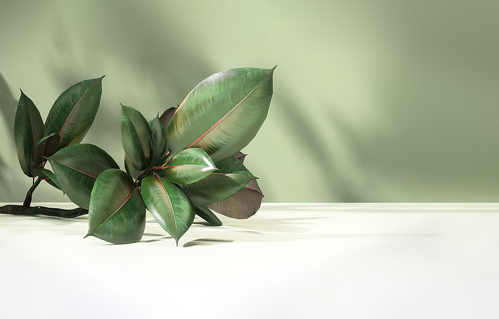 SAGE PLANT.jpeg