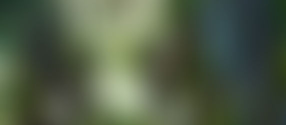 We walked around Nokomis!