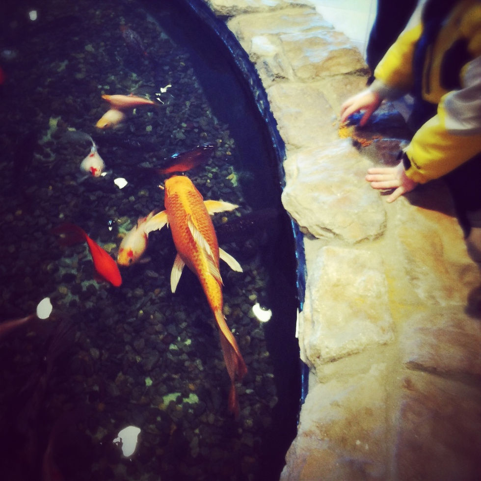 Don't Be Koi