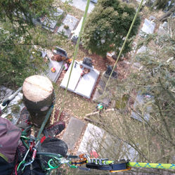 Kácení dřevin na hřbitově