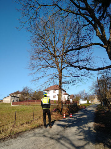 Ošetření stromů na podzim