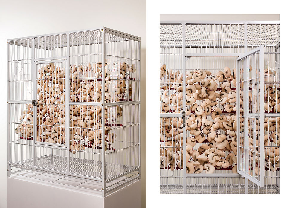 A Hencoop at Midnight