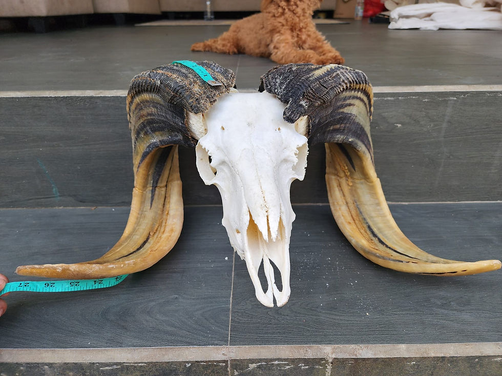 Thumbnail: MOUNTED Fighting RAM horns in matched pairs with Skulls, Domba Garut Indonesian