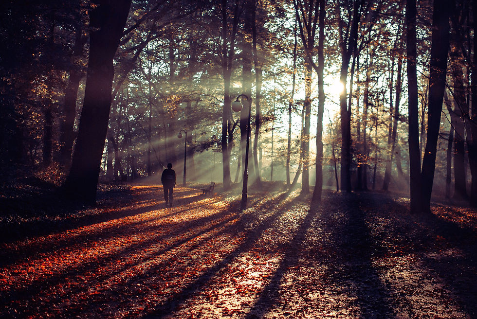 Person and dog walk along a sunlit autumn forest path, with long tree shadows and warm golden light.