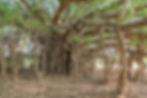 Large banyan tree with thick twisting branches and hanging roots over a leaf-covered ground in a sunlit grove