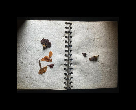 With Coco, Wrapped Up In A Christmas Tree