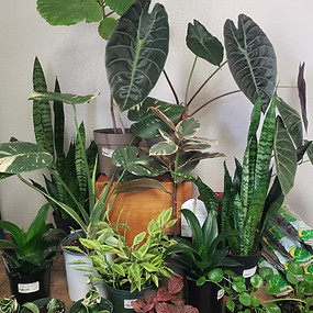 houseplants group 2_151949-x.jpg