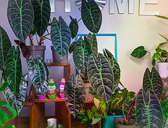 houseplants inside Marshall Grain's houseplant department