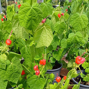 turks cap_160334-x.jpg