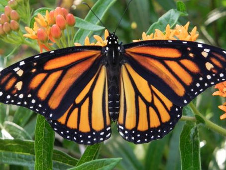 Fall Flutterby Facts