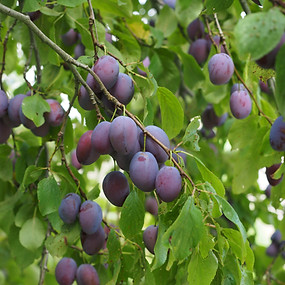 plum-tree-693532.jpg
