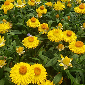 strawflowers_151141-x.jpg