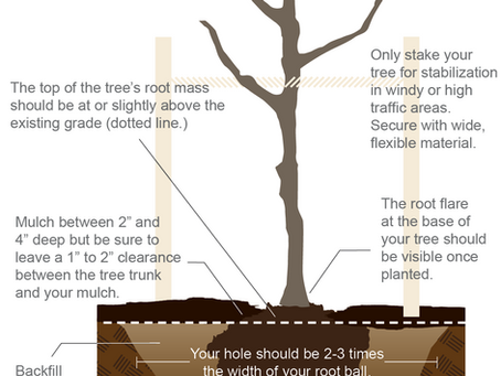 How to Plant a Tree