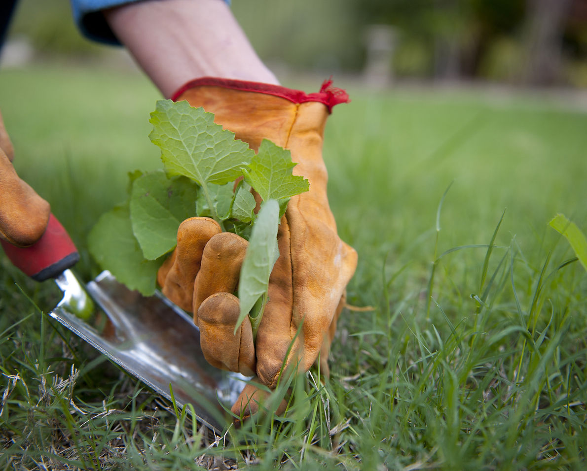 Weed-puller-2.jpg