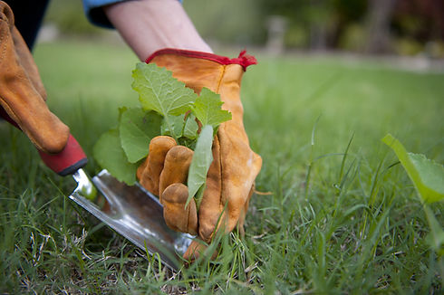 hand pulling weeds