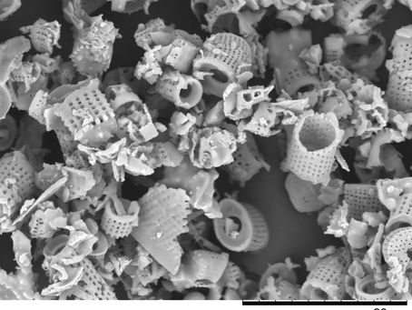 What is Diatomaceous Earth