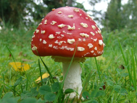 BENEFICIAL FUNGI IMPROVES PLANT HEALTH