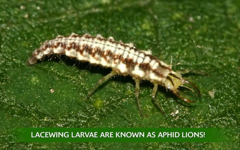 Thumbnail: Ladybug/Lacewing Combination
