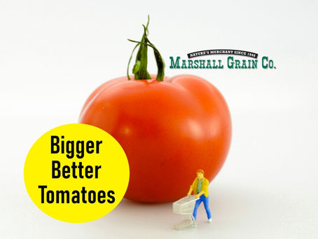 Bigger, Better Tomatoes (And Peppers)