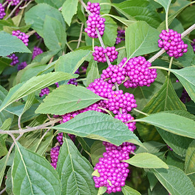 american_beautyberry_300.jpg