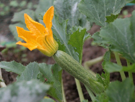 Growing Squashes & Cucumbers in North Texas