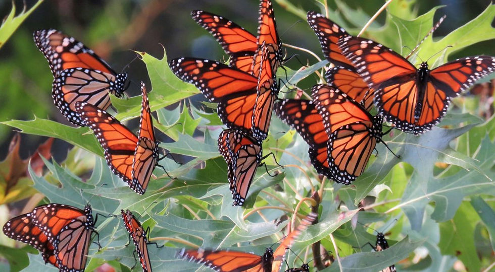 The Monarch Trail: How Texas Powers An Epic Adventure