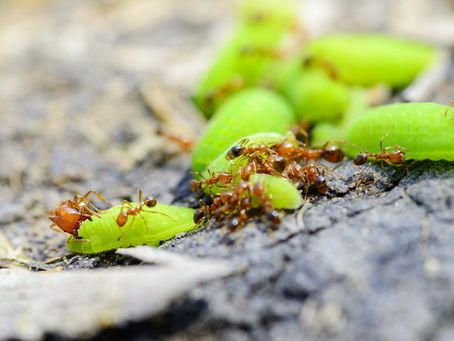 Biting Bugs in the Garden