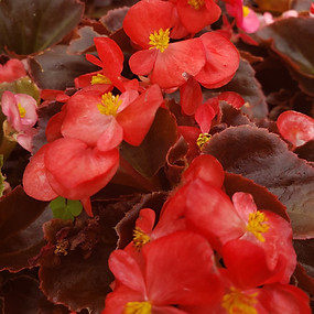 begonias_161117-x.jpg
