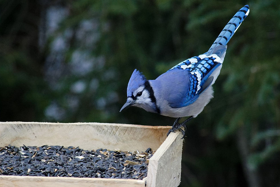 Blue Jay eyes a feeder full of black oil sunflower seeds.