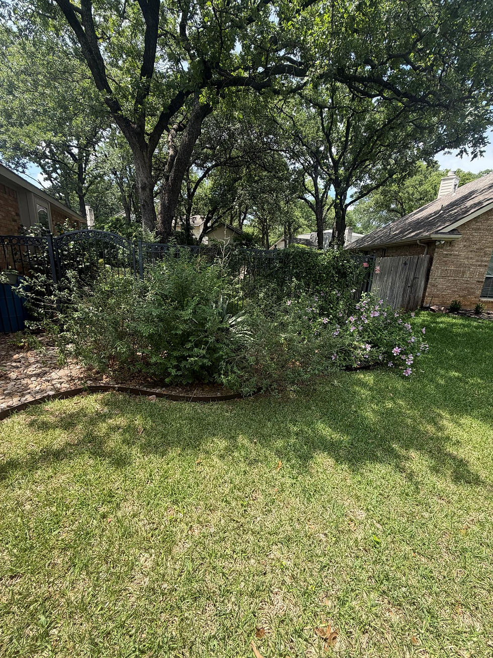 a North Texas landscape bed overgrown with shrubs.
