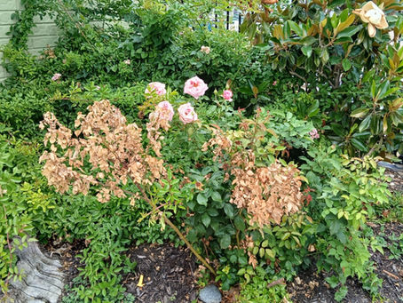 Rose infected with by phytophthora disease in Marshall Grain's flowerbed.
