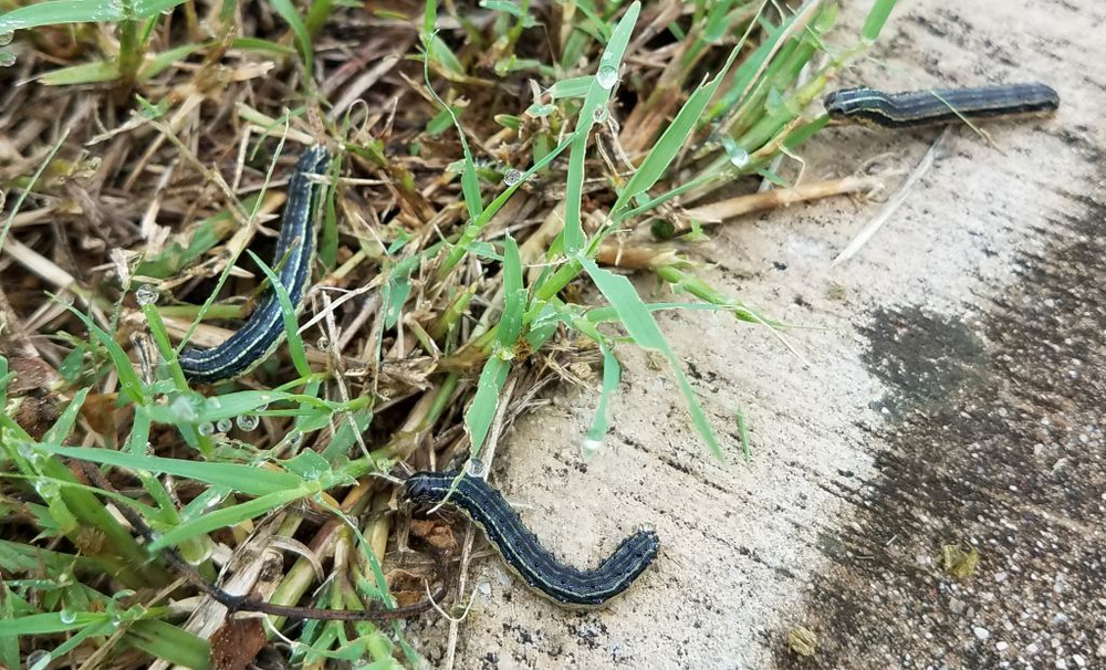 What's Destroying North Texas Lawns? An Armyworm Invasion