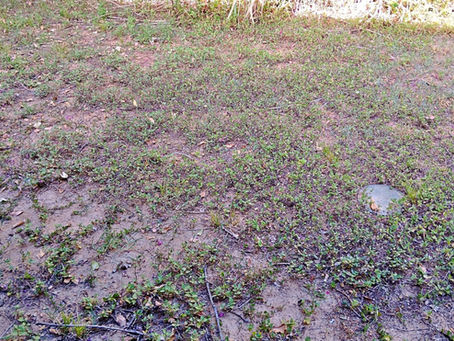 Thin, patchy lawn in deep shade with exposed soil and weeds filling bare areas.