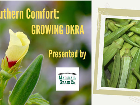 Southern Comfort: Growing Okra