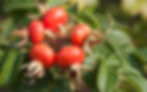 rose hips